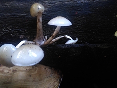 Fungi