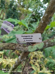 Pentagonia tinajita