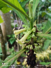 Pentagonia tinajita