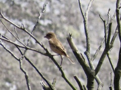 Saxicola stejnegeri
