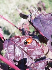 Coccinella septempunctata