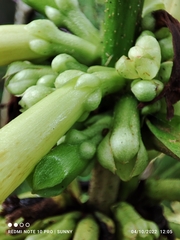 Pentagonia tinajita