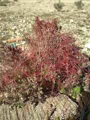 Cuscuta epithymum