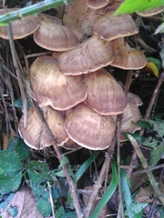 Fungi
