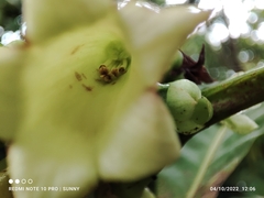 Pentagonia tinajita