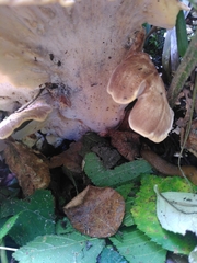 Fungi