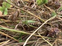 Omocestus viridulus