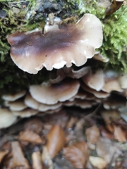 Pleurotus ostreatus