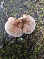 Pleurotus ostreatus