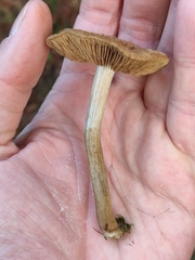 Cyclocybe erebia