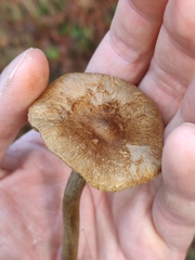 Cyclocybe erebia
