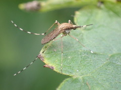 Aedes sollicitans