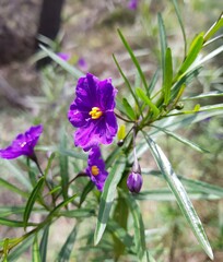 Solanum linearifolium