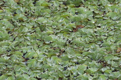 Salvinia