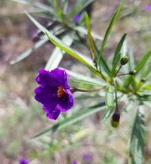 Solanum linearifolium