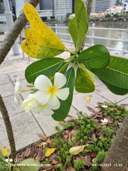 Plumeria obtusa