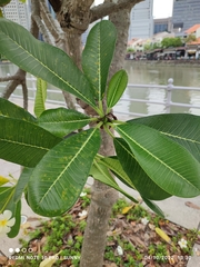Plumeria obtusa