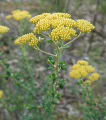 Ozothamnus obcordatus