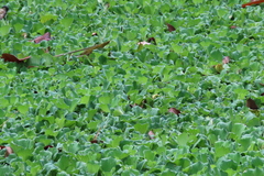 Pistia stratiotes