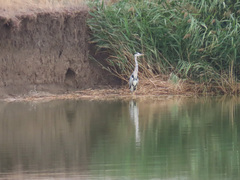 Ardea cinerea