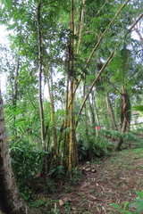 Bambusa vulgaris