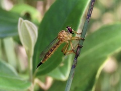 Clephydroneura