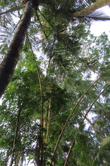 Bambusa vulgaris