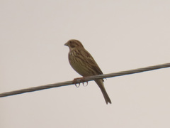 Emberiza calandra