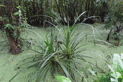 Pandanus