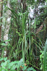 Pandanus