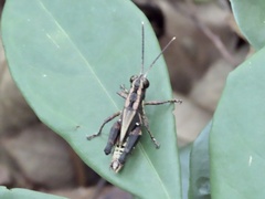Traulia ornata