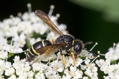 Gymnomerus laevipes