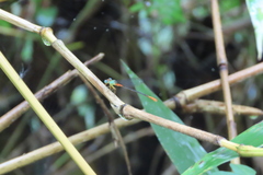 Ceriagrion cerinorubellum