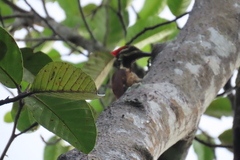 Dinopium benghalense