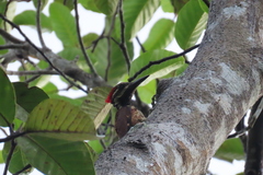 Dinopium benghalense