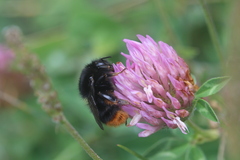 Bombus ruderarius