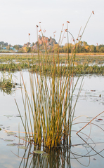 Schoenoplectus lacustris