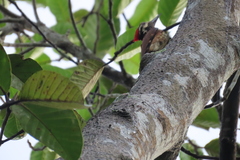 Dinopium benghalense