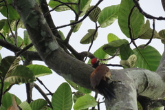 Dinopium benghalense