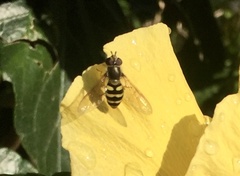 Eupeodes latifasciatus