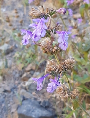 Dracocephalum nutans