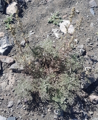 Artemisia santolinifolia