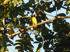Rubigula flaviventris