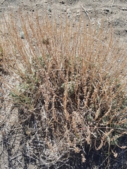 Artemisia santolinifolia