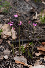 Caladenia nana