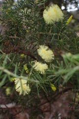 Acacia verticillata verticillata