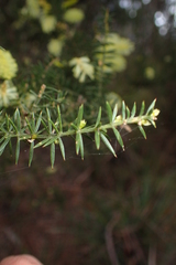 Acacia verticillata verticillata