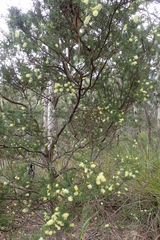 Acacia verticillata verticillata
