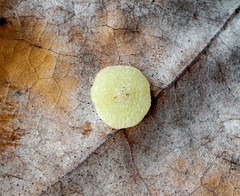 Neuroterus quercusbaccarum