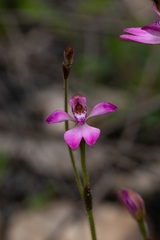 Caladenia nana
